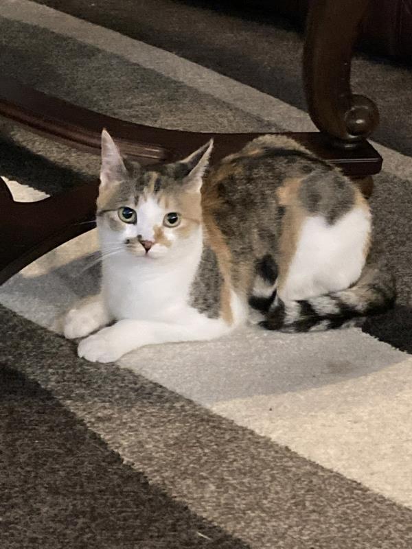 /Images/uploads/The Murphee and Sugar Angel Foundation/murpheeandsugar-pet-photo-contest-fundraiser/entries/27722thumb.jpg